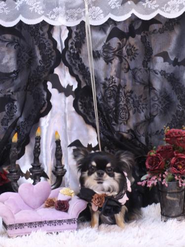 20231021プリンちゃん